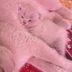 Котёнок