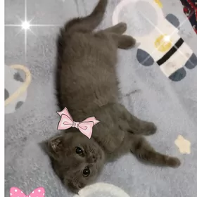 Котёнок девочка