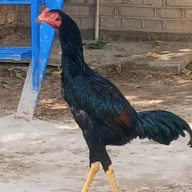 Baysok horaz