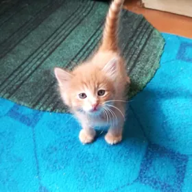 котята