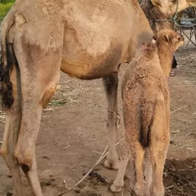 Köşekli  düye