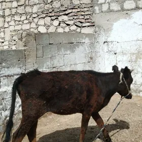 Gaçar