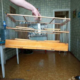 Клетка