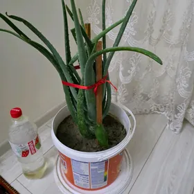 Алое