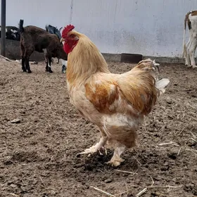 BRAMA HORAZ