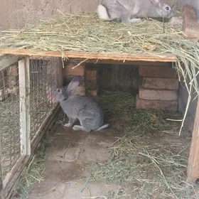 товшанжыклар