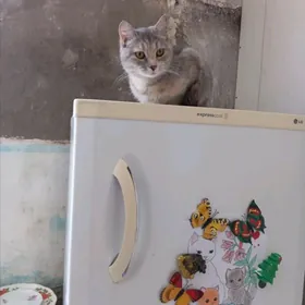 Кошечка