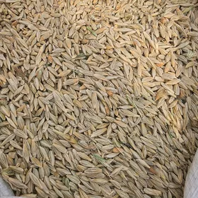  Arassa arpa 