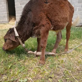 öküzçe