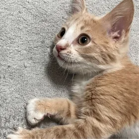 pişijek/котенок