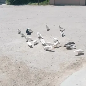 kepderi