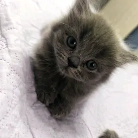 Котята шотланской пароды
