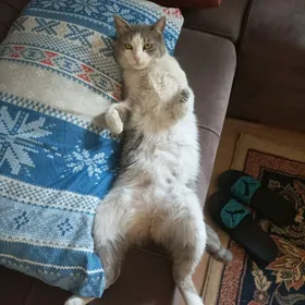 котята