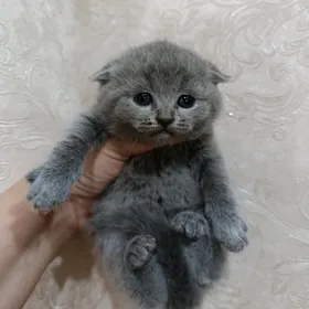 шотландские вислоухие девочки
