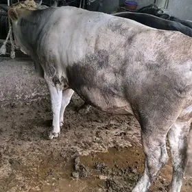Öküz