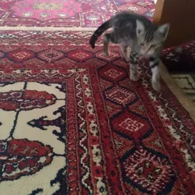 pişik
