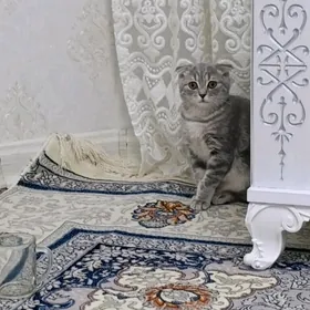 pişik 6-7 ay paroda