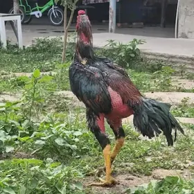 dakan