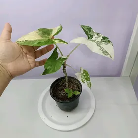 ЦВЕТЫ