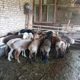 goçkar