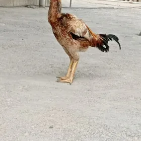 tasgenit horaz