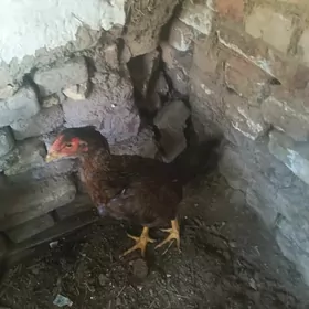 baýsow mekiyan