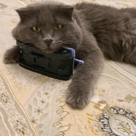 кот