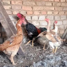 Taşkent mäki