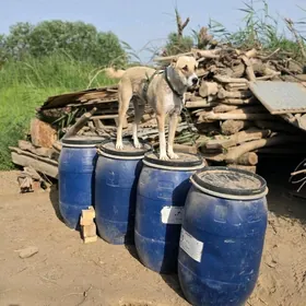 Köpek It