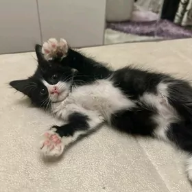 котёнок в добрые руки