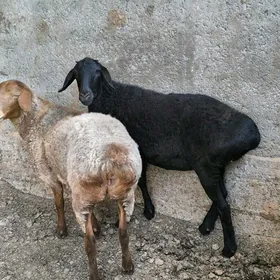 GÌSAR ARASA BAKYLAN