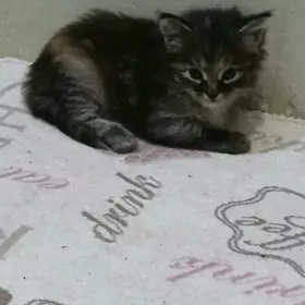 Котенок Pisik