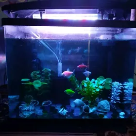 Аквариум(Akvarium)