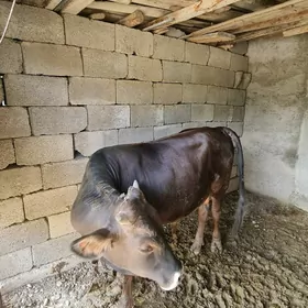 Okuz şives arassa
