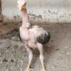 paroda horaz baysy