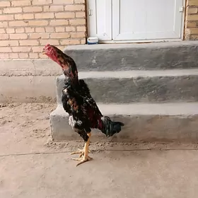 horaz