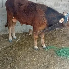 okiz ýaş ýarym