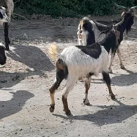 Geçi