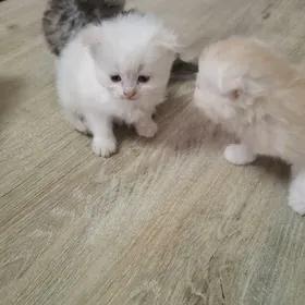 котята