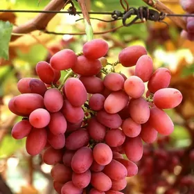 uzum