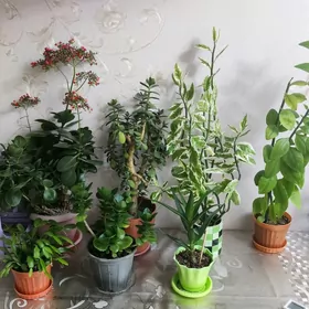 растения и цветы