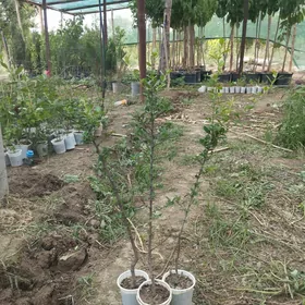 perekanda