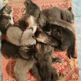 котята