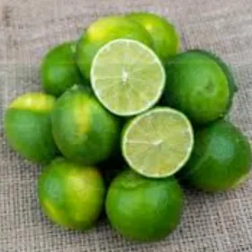 TURK NAHAL YASYL LIMON