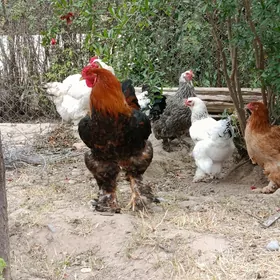 Brama horaz gold