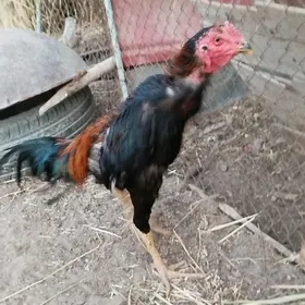 horaz