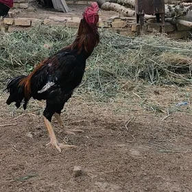 Baycowy Horaz