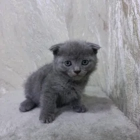 котята