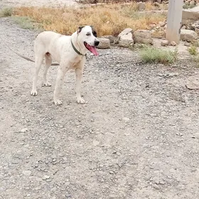 it