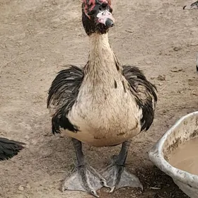 ördek